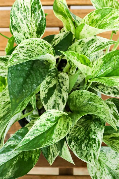 Although they have similarly shaped leaves, Pothos plants typically have larger leaves …